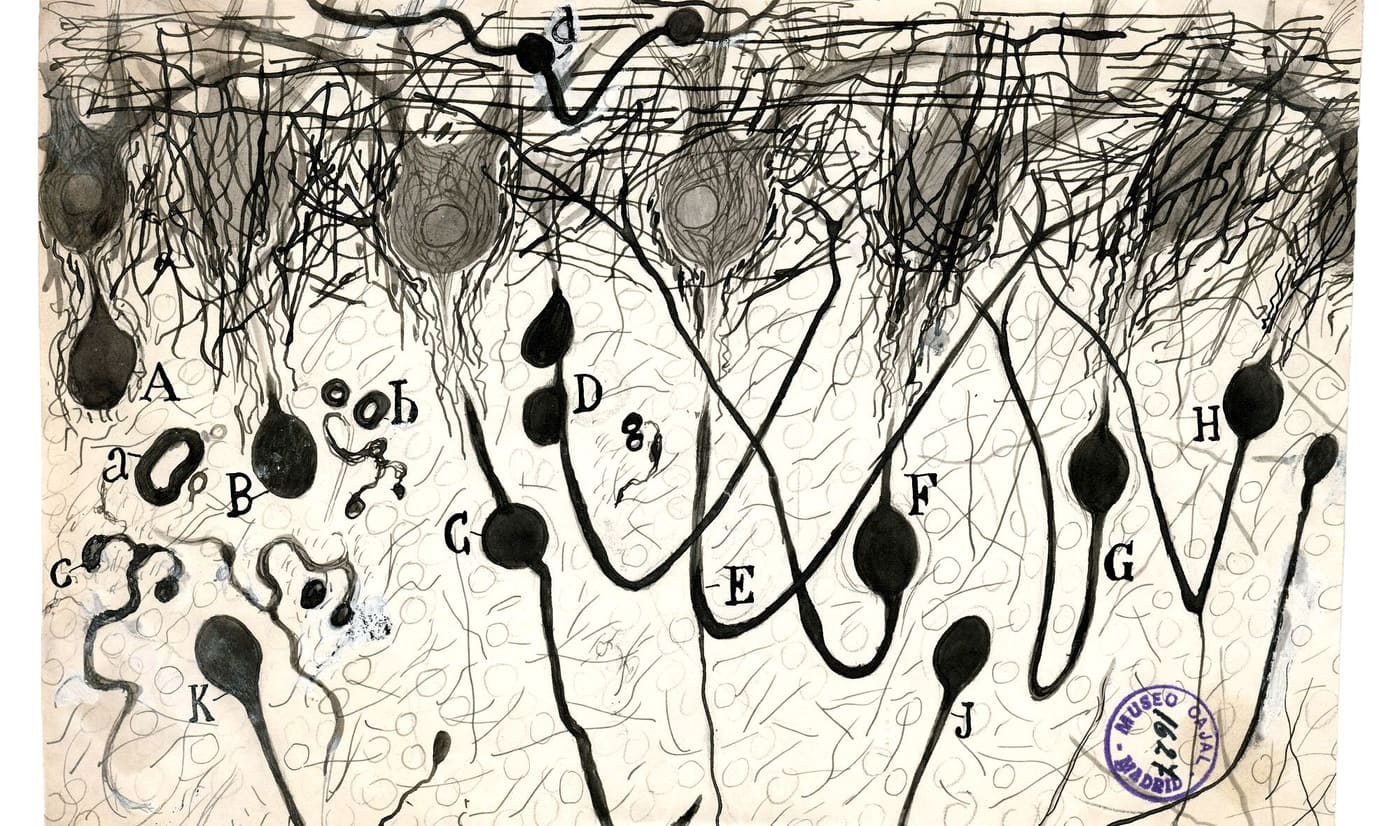 Santiago Ramon y Cajal's drawing of nerve cells in the brain, annotated by hand
