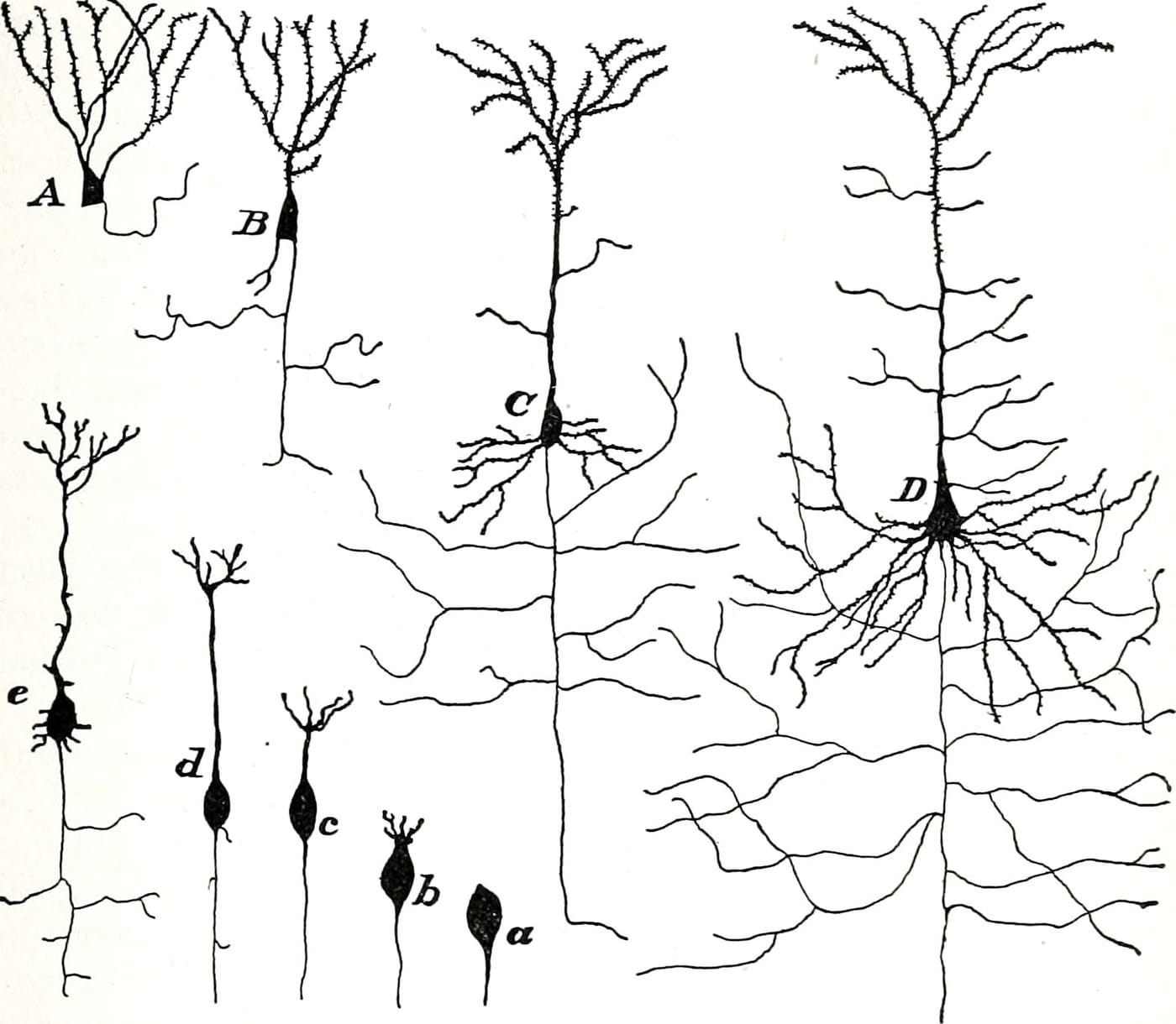 Four pyramidal neurons of increasing complexity, drawn for a 1913 neurology textbook